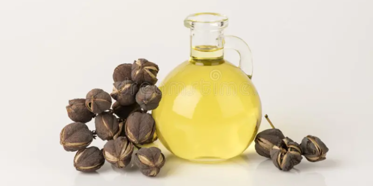 KNUST study finds Jatropha Oil can be turned into High-Performance Engine Lubricant