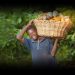 National Best Farmer to win GH¢1.2m, Navara, tractor and Italy trip