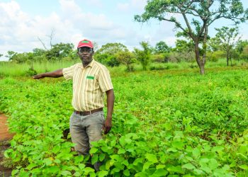 Sissala agribusiness entrepreneur calls for govt support as large-scale farming tackles youth migration, illegal mining