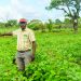Sissala large-scale agribusiness entrepreneur calls for govt support to tackle youth migration, illegal mining 47 Sissala large-scale agribusiness entrepreneur calls for govt support to tackle youth migration, illegal mining
