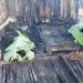 Family of four burnt to death at Apemanim No. 2 in Ahanta West 47 Family of four burnt to death at Apemanim No. 2 in Ahanta West